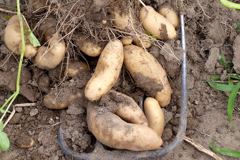 Aardappels Buggenummer muuske op het land.